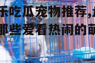 娱乐吃瓜宠物推荐,盘点那些爱看热闹的萌宠