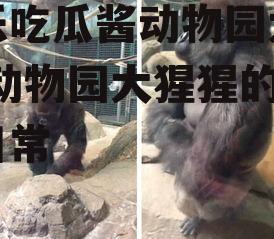 娱乐吃瓜酱动物园大猩猩,动物园大猩猩的趣味日常